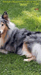 Mobile Screenshot of collie-in-not-tierschutz.de